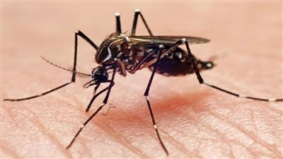 بعد تحذير الصحة العالمية ....هل يشكل وباء حمى الضنك خطراً على مصر ؟