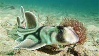 كائنات غريبة ستظهر بسبب ارتفاع درجات الحرارة.. خبير بيئي يحذر بالفيديو