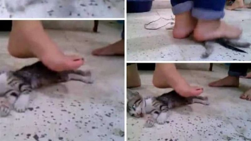 تعذيب قطه