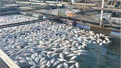 مدير عام المصايد: مصر الأول إفريقيًا في الاستزراع السمكي.. فيديو