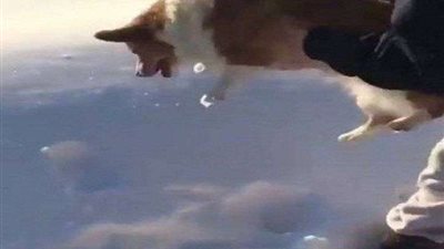 بعد ضبط المتهمين بمحاولة إلقاء كلب من نافذة بالإسكندرية.. ما العقوبة؟