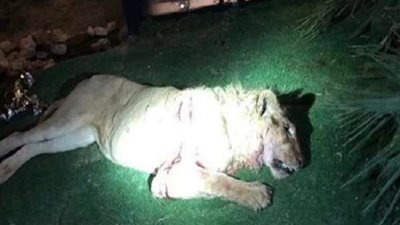 أسد يقتل سعوديا بمدينة الرياض.. شاهد