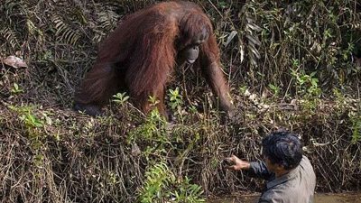 قرد يخدع نمرا ضخما حاول الانقضاض عليه