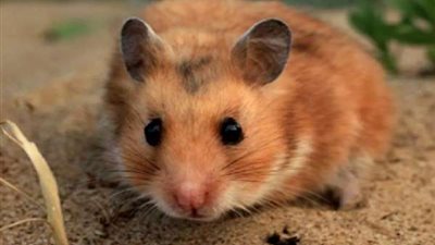 ذو فعالية شديدة.. قريبا عقار جديد مضاد لفيروس كورونا