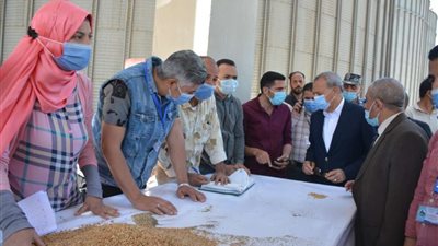 محافظ القليوبية يفتتح موسم القمح بإحدى الحقول الاسترشادية