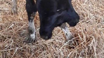 ولادة عجل برأسين و4 عيون