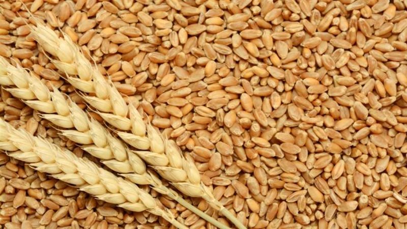 موسم القمح بأسوان