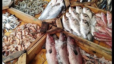 انخفاض أسعار السمك اليوم السبت 5 - 8 - 2023 في الأسواق