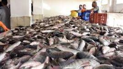 لتحقيق أمنها الغذائي.. تعرف على جهود الدولة لتنمية الثروة السمكية