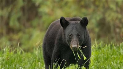 دب أسود يهاجم امرأة ويقتلها بأمريكا