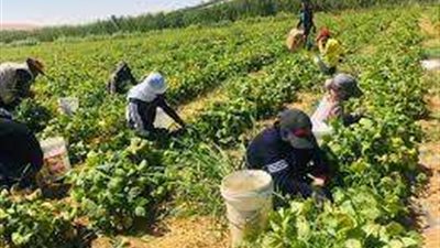 الموت يطاردهم يوميًا.. أطفال المزارع تحت أنياب السخرة والإهانة والسر في الـ«50 جنيه»