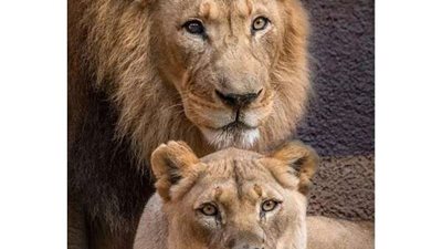 كورونا ينتقل إلى الحيوانات.. الهند تعلن إصابة ٨ أسود بكورونا