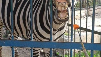 إغلاق حدائق الحيوان والأرومان والأسماك لمدة 15 يوما