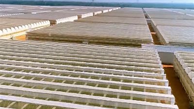 خاص|مستشار وزير الزراعة: «لولا مشروع الصوب لوصلت الطماطم لـ60 جنيها»