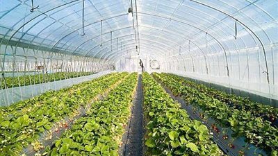 خاص| أبو صدام: الانتاج في الصوبات نمط تستخدمه الدول المتطورة زراعياً