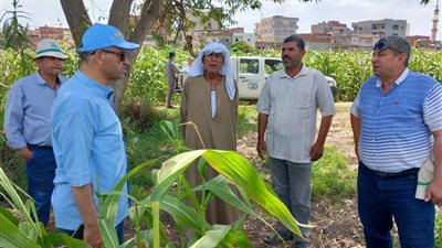الزراعة تتابع حقول إكثار التقاوي والبرامج البحثية للأرز والذرة الشامية