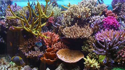 بلدنا اليوم توضح العوامل التي تؤثر على تشكيل أنواع الشعاب المرجانية