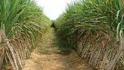 للدعم والتحفيز على الزراعة.. الحكومة ترفع سعر توريد طن القصب ل1500 جنيه