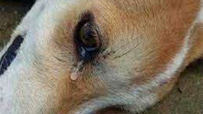 عض طفل.. ضبط المتهمين بتعذيب كلب في المقطم