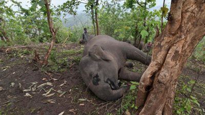 حادث مأساوي.. نفوق 18 فيلًا في الهند بسبب البرق