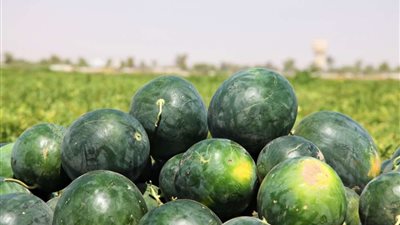 بعد تسمم عائلة بسبب البطيخ .. تحذير هام من نقيب الفلاحين