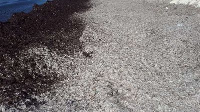 البيئة تكشف حقيقة وجود تلوث بشواطئ إحدى قرى الساحل الشمالي