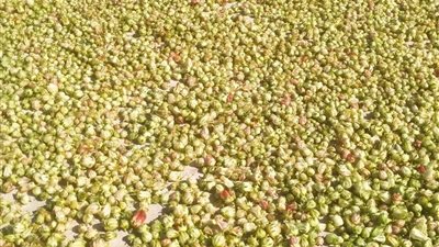 يدخل في الصناعات الغذائية والدوائية.. اعرف فوائد الكركديه الأبيض