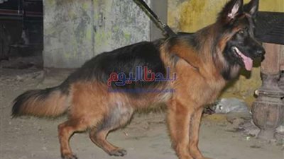 مدرب: الكلاب لا تكون شرسة بـ طبيعتها