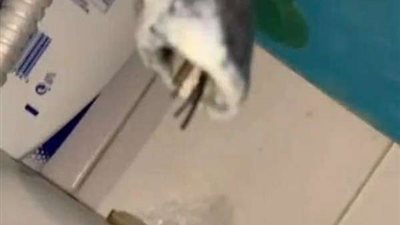 سيدة تتعرض لمفاجأة مرعبة مختبأة داخل صنبور المياه