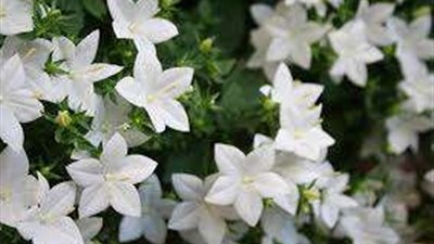 الزراعة تكشف حجم الإنتاج المصرى من عجينة الياسمين عالميًا