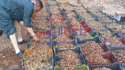 فاكهة الغلابة.. «بلدنا اليوم» ترصد مراحل حصاد وبيع 