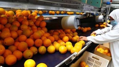 رئيس شعبة الخضروات والفاكهة يكشف كواليس تصدير مصر للموالح