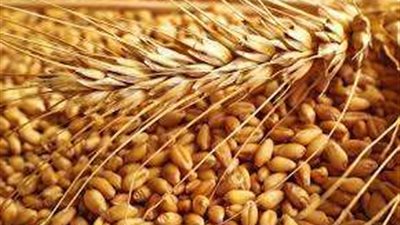 متخصص في الشأن الدولي: روسيا ترغب في تطبيق كل بنود اتفاقية الحبوب