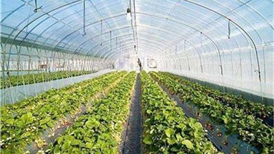 31 ألف صوبة زراعية بالدقهلية تنتج جميع أنواع الخضروات.. فيديو