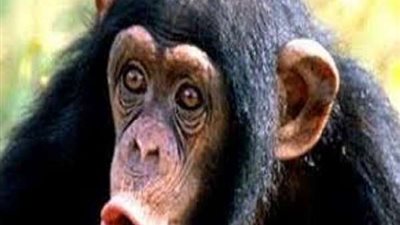 العلماء يفجرون مفاجأة بشأن فيروس جديد يهدد البشرية