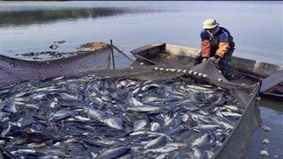 مصر الأولى على مستوى الشرق الأوسط في إنتاج الأسماك من المزارع