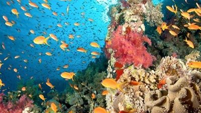 لماذا استحقت محمية رأس محمد لقب أرض الأساطير؟ ..فيديو