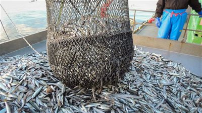 اليابان: حظر الصين للمأكولات البحرية 