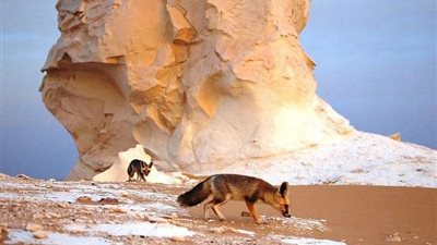 المغرب يستنكر 