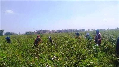 «زراعة كفر الشيخ»: نزرع ثلث مساحة القطن على مستوى الجمهورية