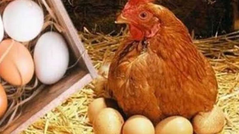 اسعار الدواجن