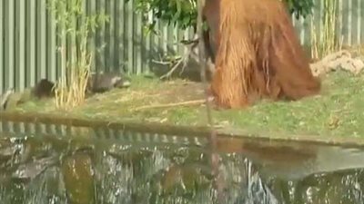 شاهد.. غوريلا تدافع عن نفسها بالعصا بعد تعرضها للتحرش