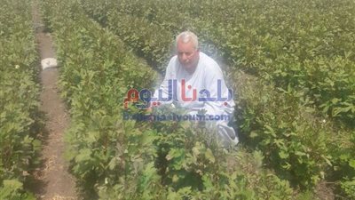 خاص|نقيب الفلاحين: مصر تحتل المركز 14 عالميًا والرابع إفريقيًا في إنتاج الذرة