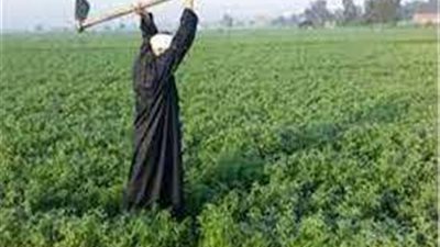 في ذكرى عيدالفلاح المصري بنك الطعام يوقع بروتوكول التعاون مع منظمة الفاو