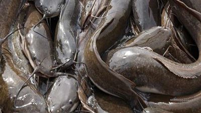 الإفتاء تكشف حكم أكل سمك القراميط