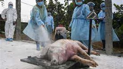 السويد ترصد حمى الخنازير الأفريقية في 7 حيوانات برية