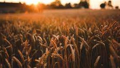 خبير: التأمين الزراعي في البلدان العربية شبه منعدم.. فيديو