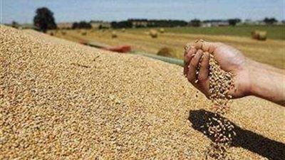الحكومة تنفي عجز منظومة توريد القمح المحلى للموسم الحالى 2023 لتحقيق مستحقاتها