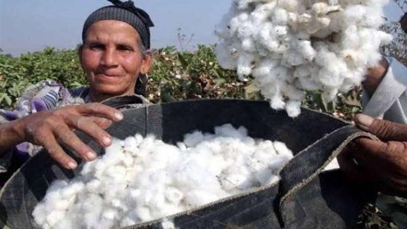 القطن المصري