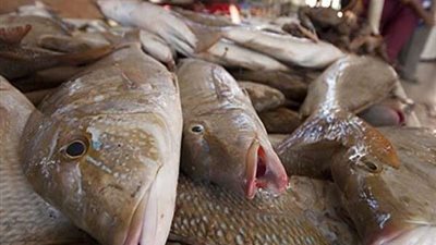 12 يونيو.. أسعار الأسماك والجمبري في الأسواق اليوم